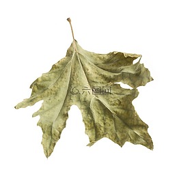 葉子,秋,季節(jié)