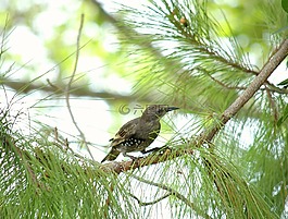 歐椋鳥,黑鳥,鳥