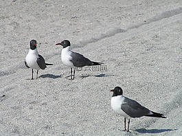 海鷗,鳥,沙