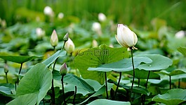 鮮花,自然,花