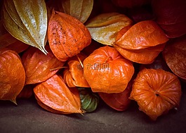 酸漿,秋季,食品