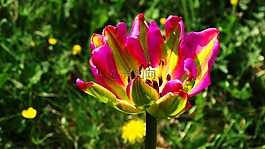 花,粉紅色,美麗