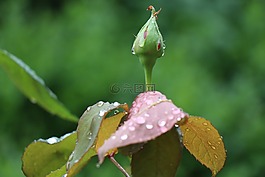 罗斯巴德,雨后,雨滴