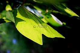叶子,常春藤,年轻