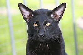 猫,panter,黑色
