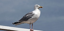 海鷗,水禽,鳥
