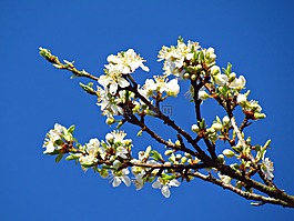 鮮花,春,樹