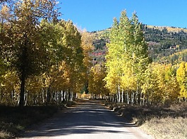樹(shù),伍茲,道路