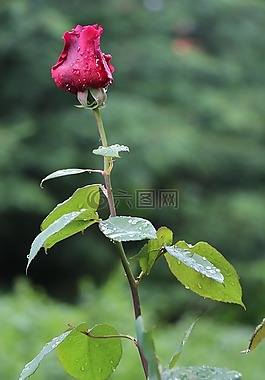 玫瑰,雨后,雨滴