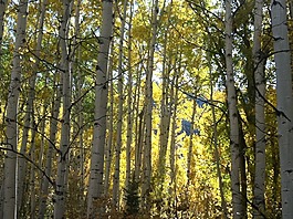 伍茲,樹,厚