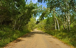 路,森林,自然