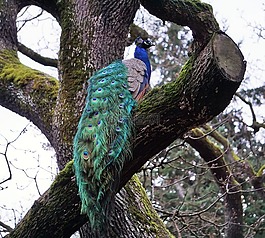 孔雀,鳥,自然