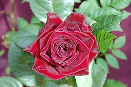 紅玫瑰,玫瑰,花