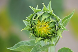 太陽花,芽,夏季