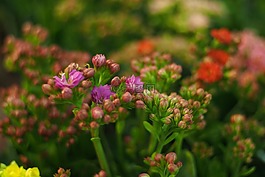 花,性质,芙蓉花