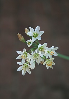 鮮花,大蒜,小
