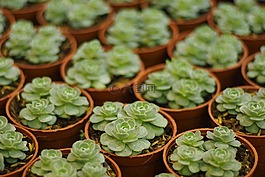 花,樹,性質(zhì)
