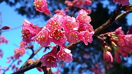 花,粉紅色的花,香氣