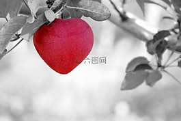 蘋果,愛情,心