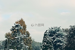 樹(shù)木,秋季,冬天