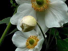 開花,白色的花,白花
