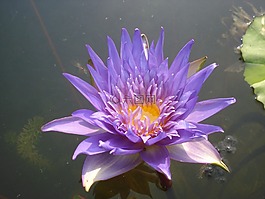 蓮花,水百合,花