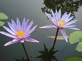 蓮花,雙,母馬