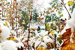 秋季,冬天,雪