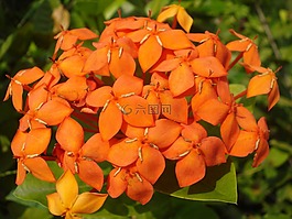 花,橙色,花束