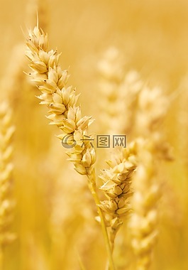 农业,谷类,作物