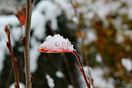 秋季,冬天,雪