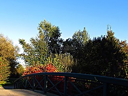 秋,葉子,紅色