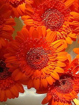 橙色,花,花束