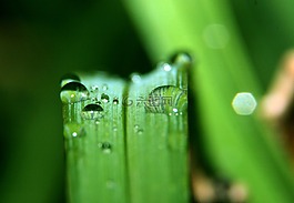 草,性質(zhì),拖放