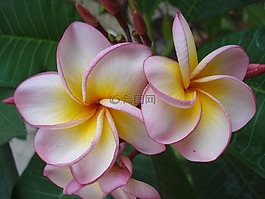 熱帶,鮮花,花瓣