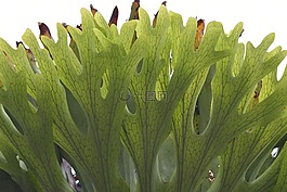 花,性质,芙蓉花