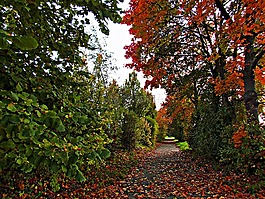 秋,葉子,紅色