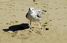 海鷗,鳥,羽毛