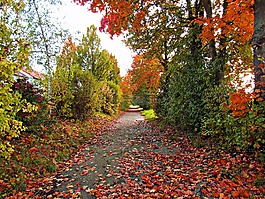 秋,葉子,紅色