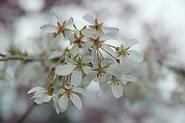 鮮花,白,春