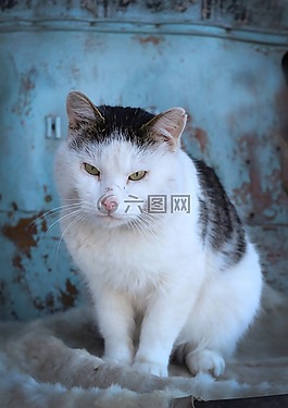 貓,動物,寵物