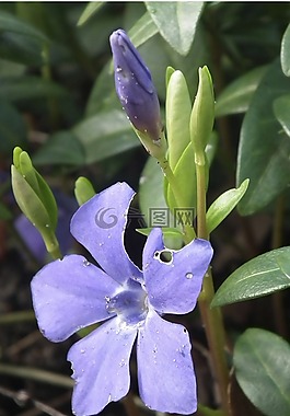 開花,紫,地面覆蓋