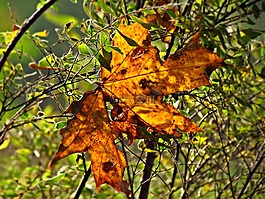 秋,葉子,紅色