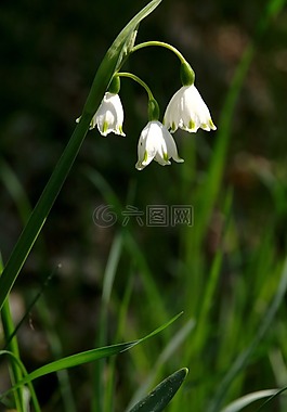 春天,花,白花