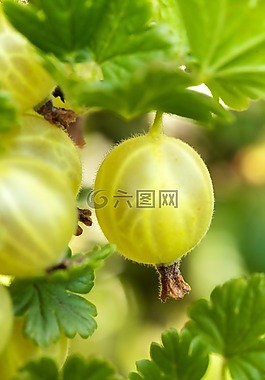 漿果,枝杈,布什