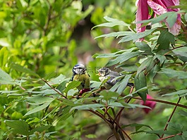 藍(lán)雀,幼鳥,鳴鳥