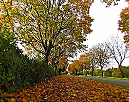 秋,葉子,紅色