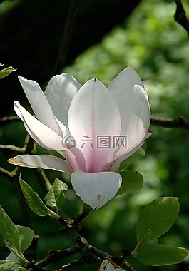 春天,玉蘭,鮮花