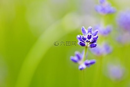 模糊的背景,盛開,關(guān)閉