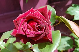 玫瑰,紅色,花